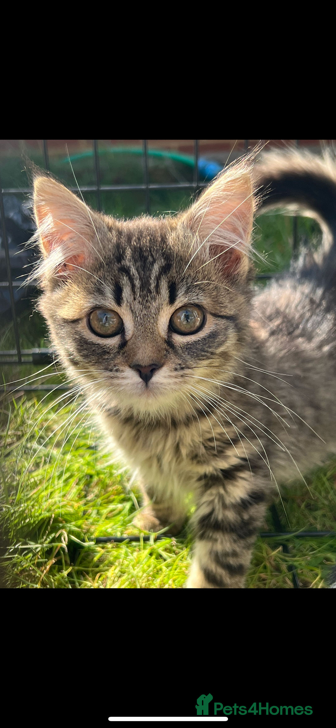 American Shorthair cats for sale: ONLY 2 LEFT Gorgeous Kittens ready to go!  - Image 1