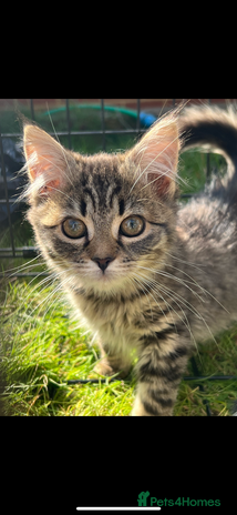 American Shorthair cats - Advert 15
