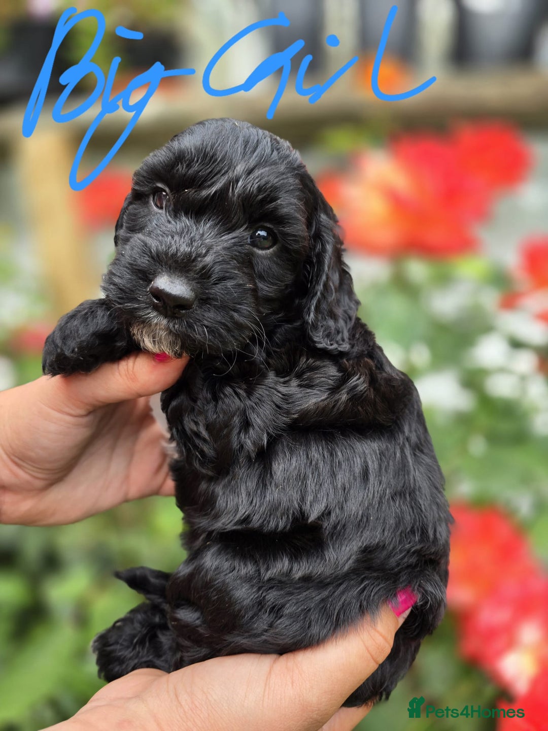 Cockapoo dogs for sale: F1 working cockapoo puppies - Image 21