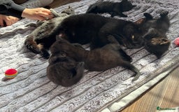 British Shorthair cats for sale: 5 British shorthair kittens  - Image 12