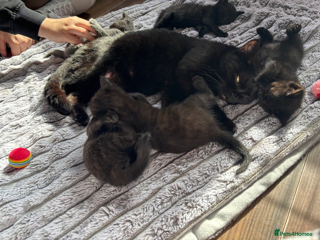 British Shorthair cats for sale: 5 British shorthair kittens  - Image 12