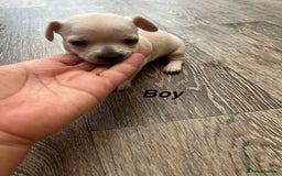 Chihuahua dogs for sale: Beautiful short hair chihuahua  - Advert 4