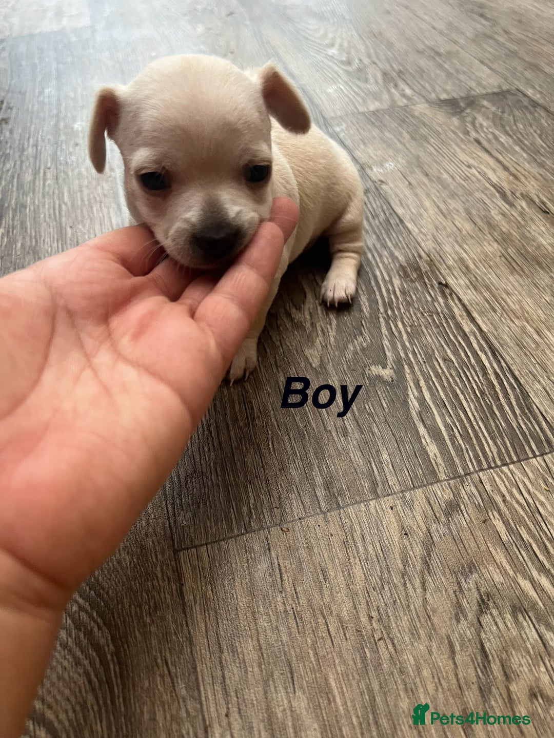 Chihuahua dogs for sale: Beautiful short hair chihuahua  - Advert 4