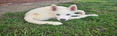 Huskita 3 lime green