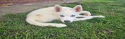 Huskita dogs for sale: Puppies for sale  - Advert 3