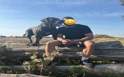 Cane Corso dogs for stud: Big Baloo 🦍🐻🦁 - Image 1