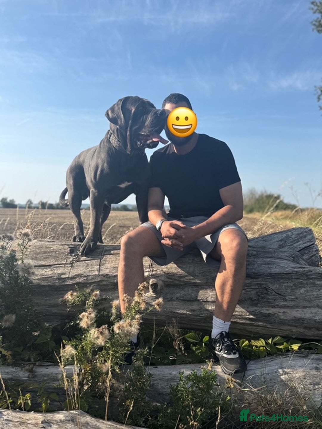 Cane Corso dogs for stud: Big Baloo 🦍🐻🦁 - Image 1