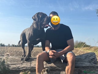 Cane Corso dogs - Advert 2