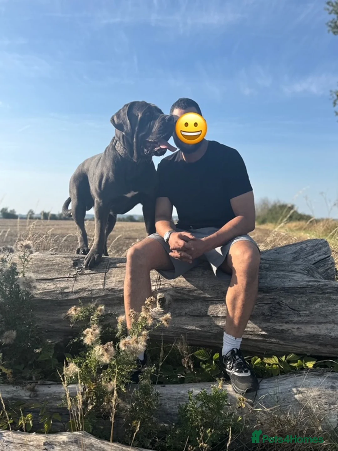 Cane Corso dogs for stud: Big Baloo 🦍🐻🦁 - Advert 1