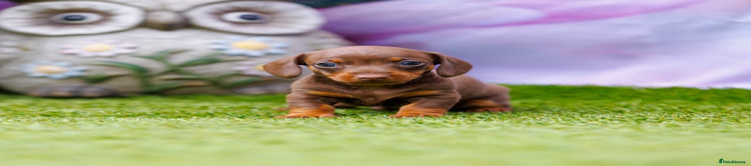 Miniature Dachshund Puppy 1