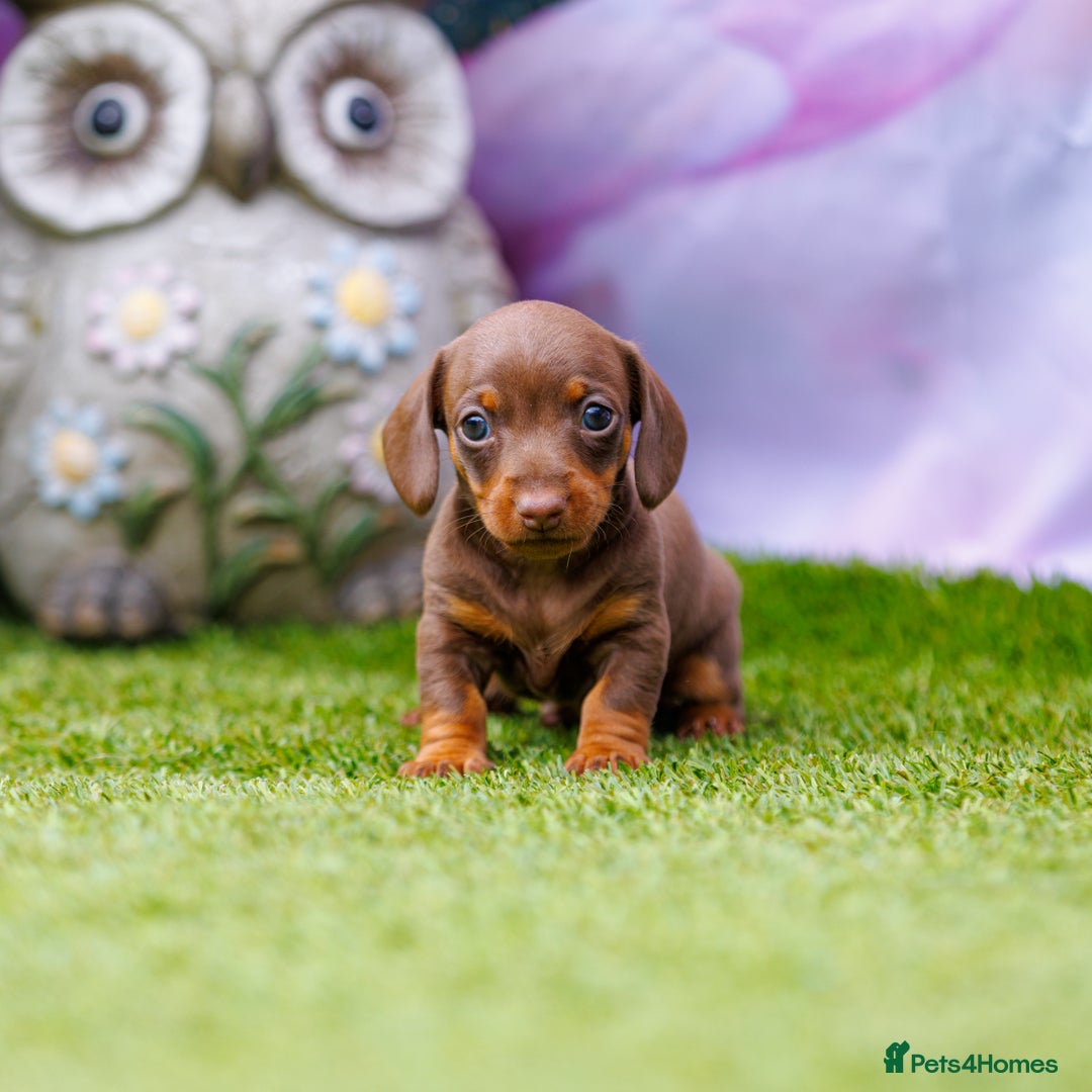 Miniature Dachshund dogs for sale: Top Tier Miniature Dachshunds available!! 😍🤩 - Image 5