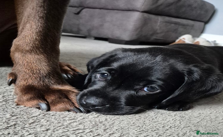 Labrador Retriever dogs - Advert 14
