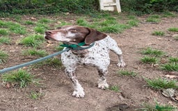 German Shorthaired Pointer dogs for adoption: Romero - Image 2
