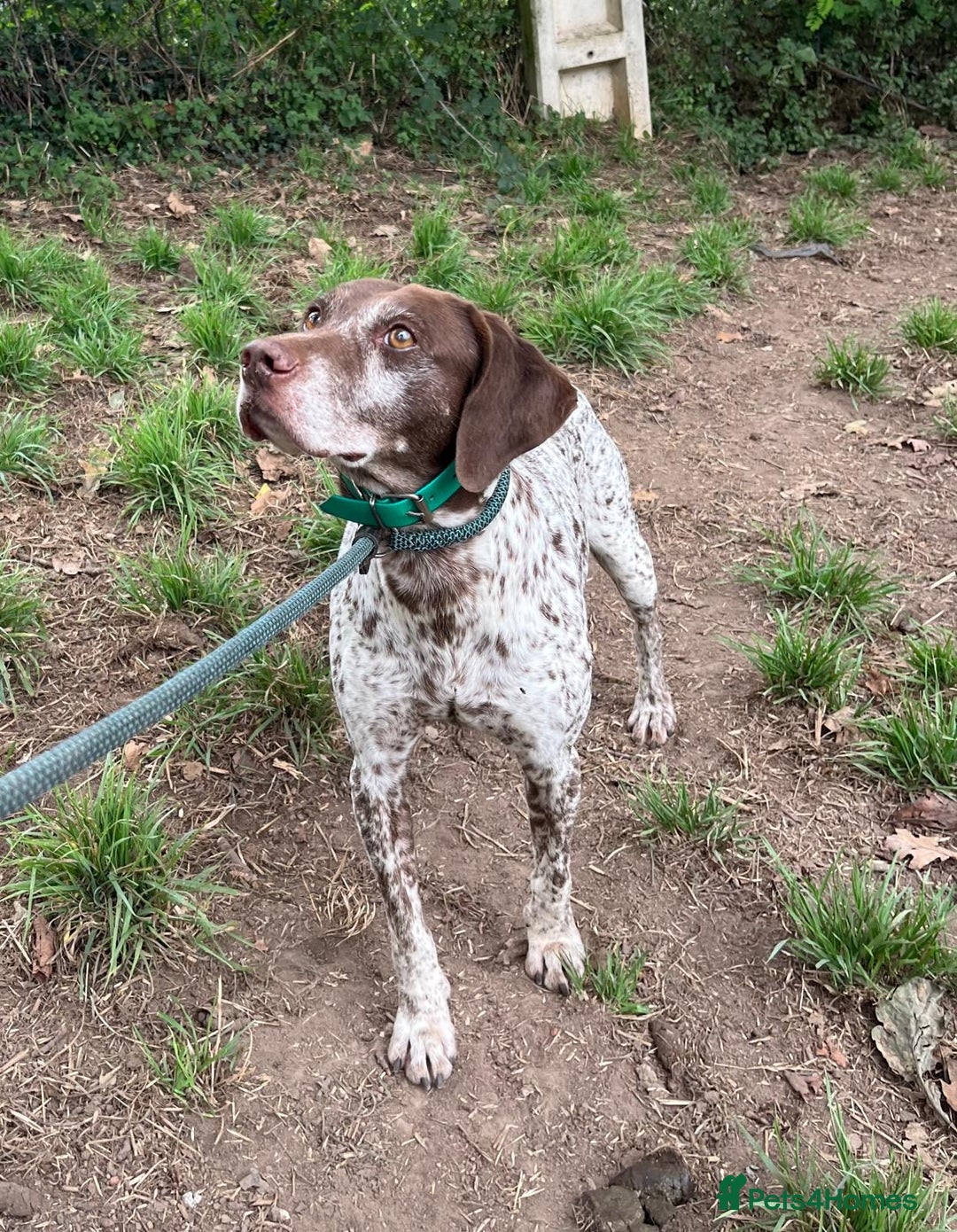 German Shorthaired Pointer dogs for adoption: Romero - Image 2