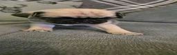 Frug dogs for sale: Amazing frug baby's  - Advert 10