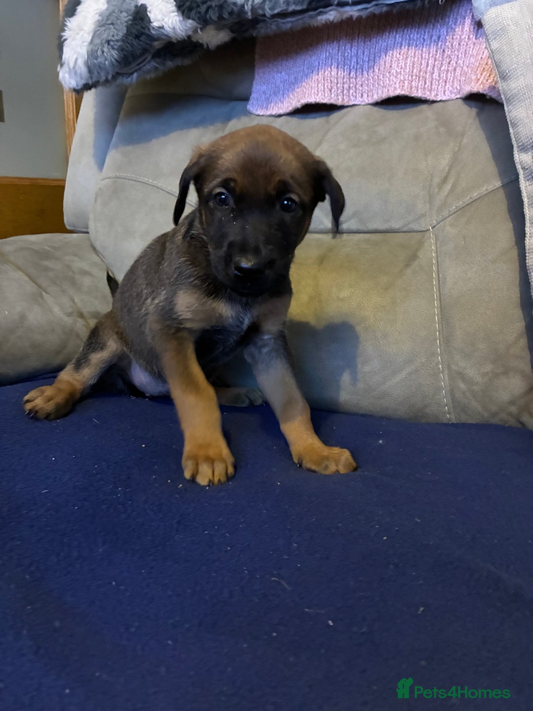 Mixed Breed dogs for sale: Doberman X Malanois  - Image 6