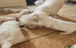 Bichon Frise dogs for sale: Bicho frize  - Image 2