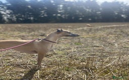 Whippet dogs for sale: 3 beautiful whippets  - Image 2