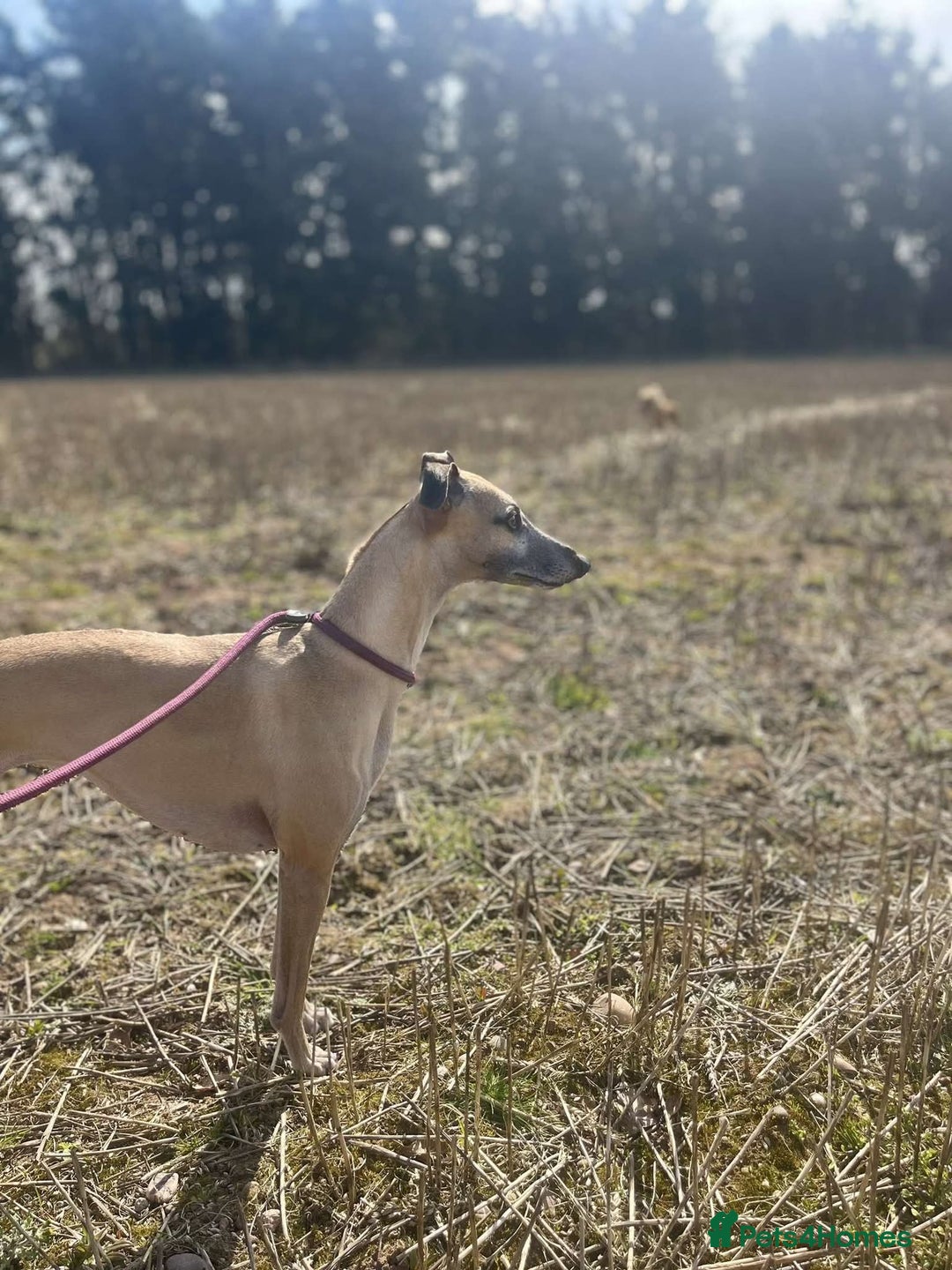 Whippet dogs for sale: 3 beautiful whippets  - Image 2
