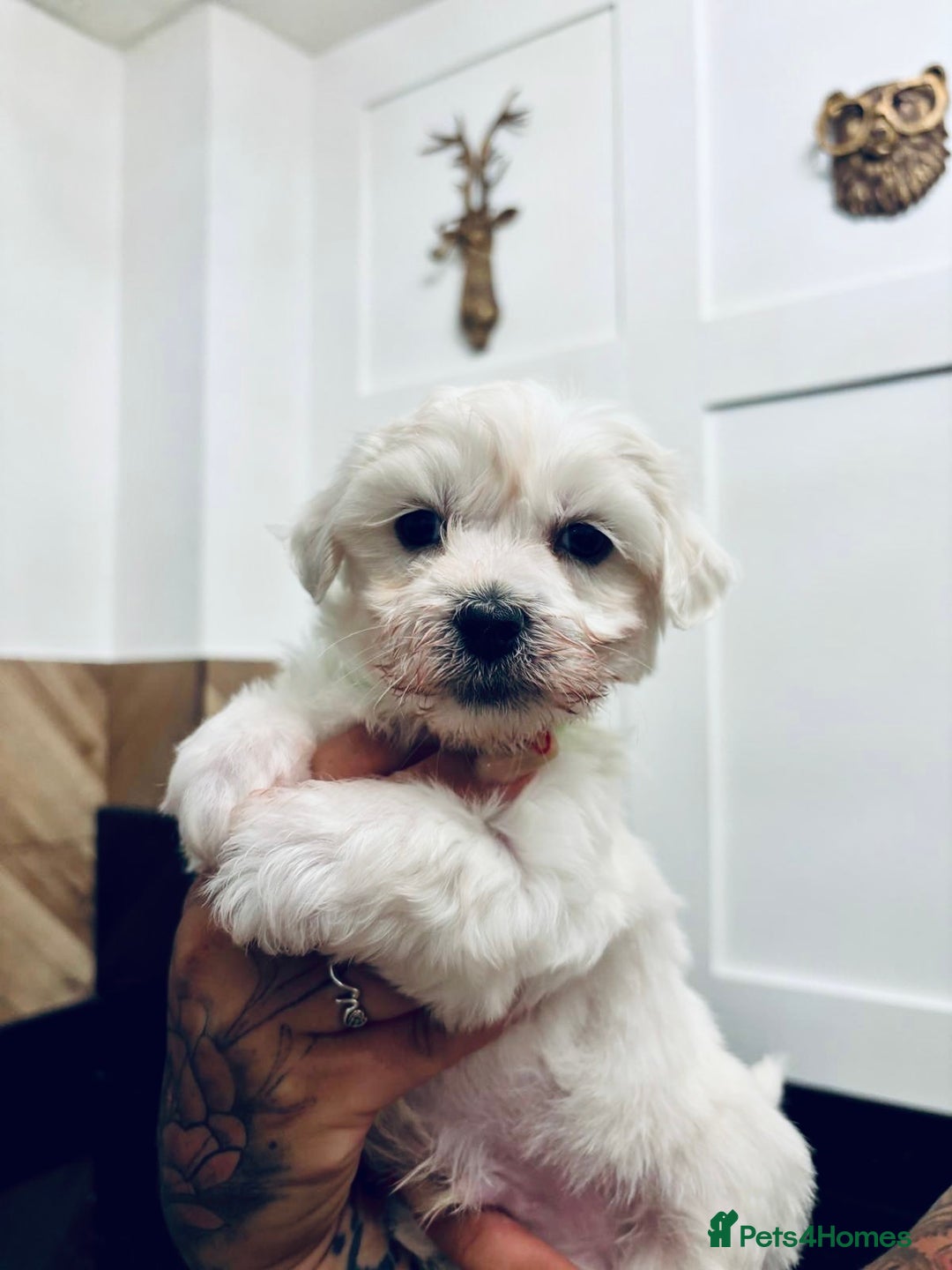 Mixed Breed dogs for sale: READY 🩷🩵F1 Coton de tulear  cross Maltese 😍 - Image 15