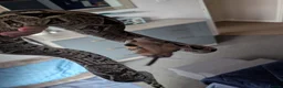 Boa Snake reptiles for sale: Boa constrictor  - Advert 2
