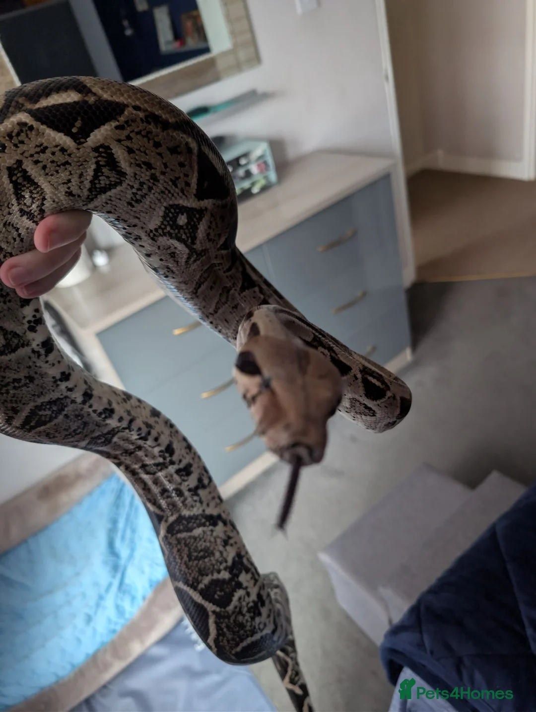Boa Snake reptiles for sale: Boa constrictor  - Advert 2