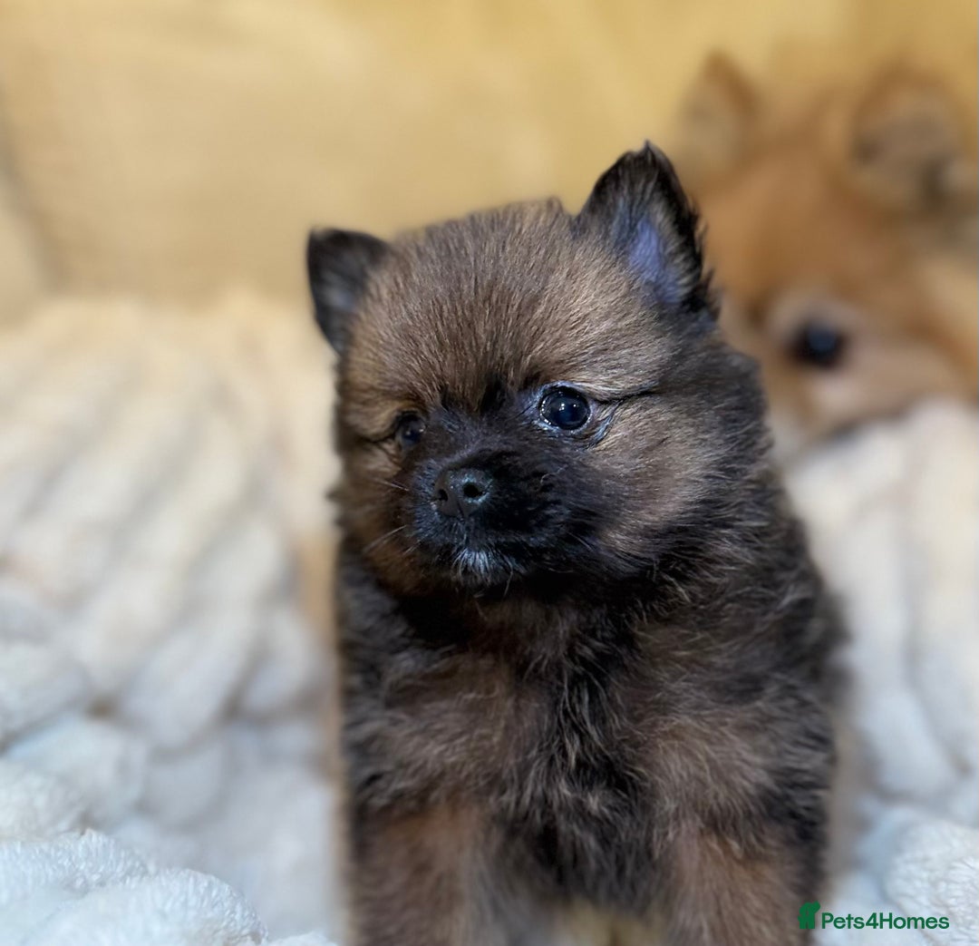 Pomeranian dogs for sale: 🐾 KC Registered Pomeranian Puppies 🐾 - Image 23