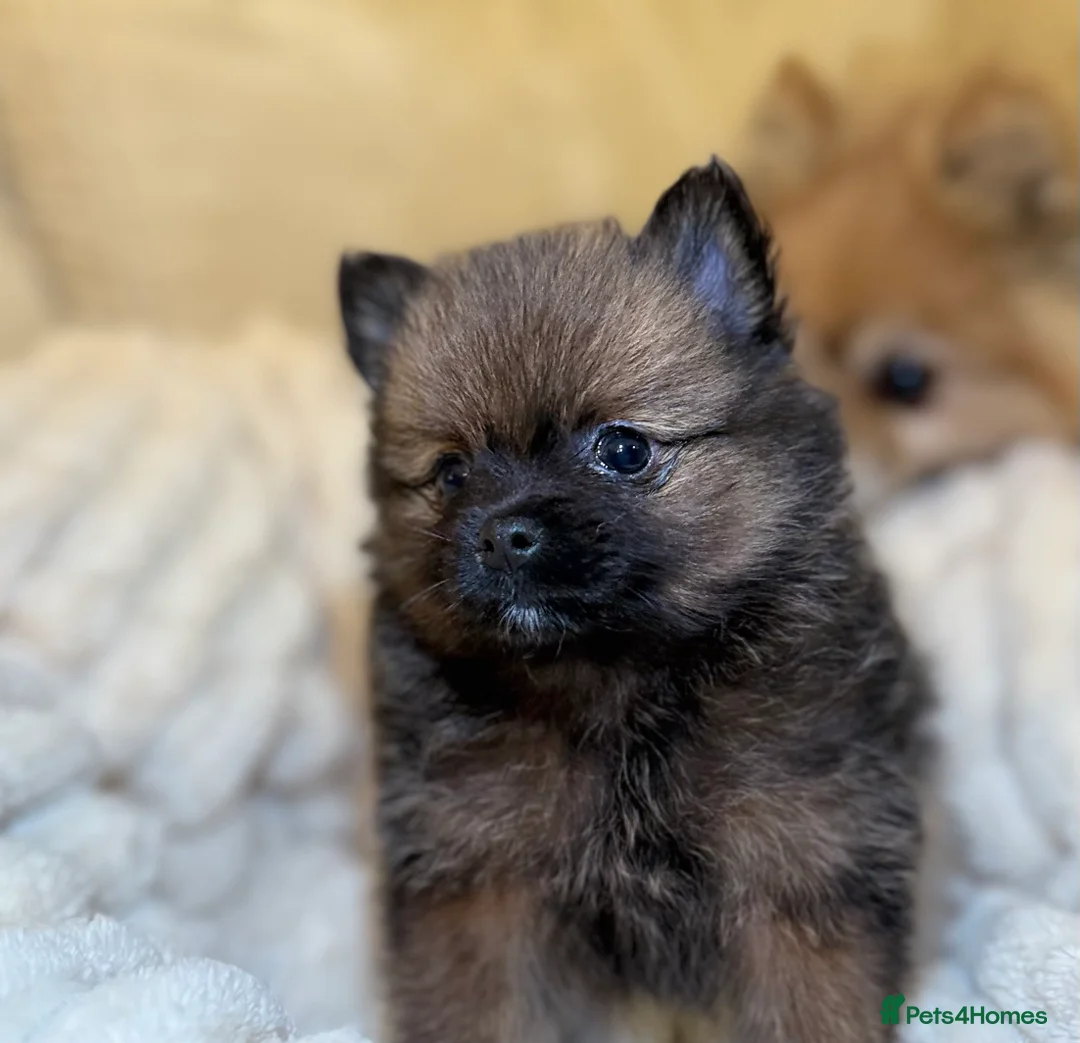 Pomeranian dogs for sale: 🐾 100% Pomeranian Puppies 🐾 - Advert 23
