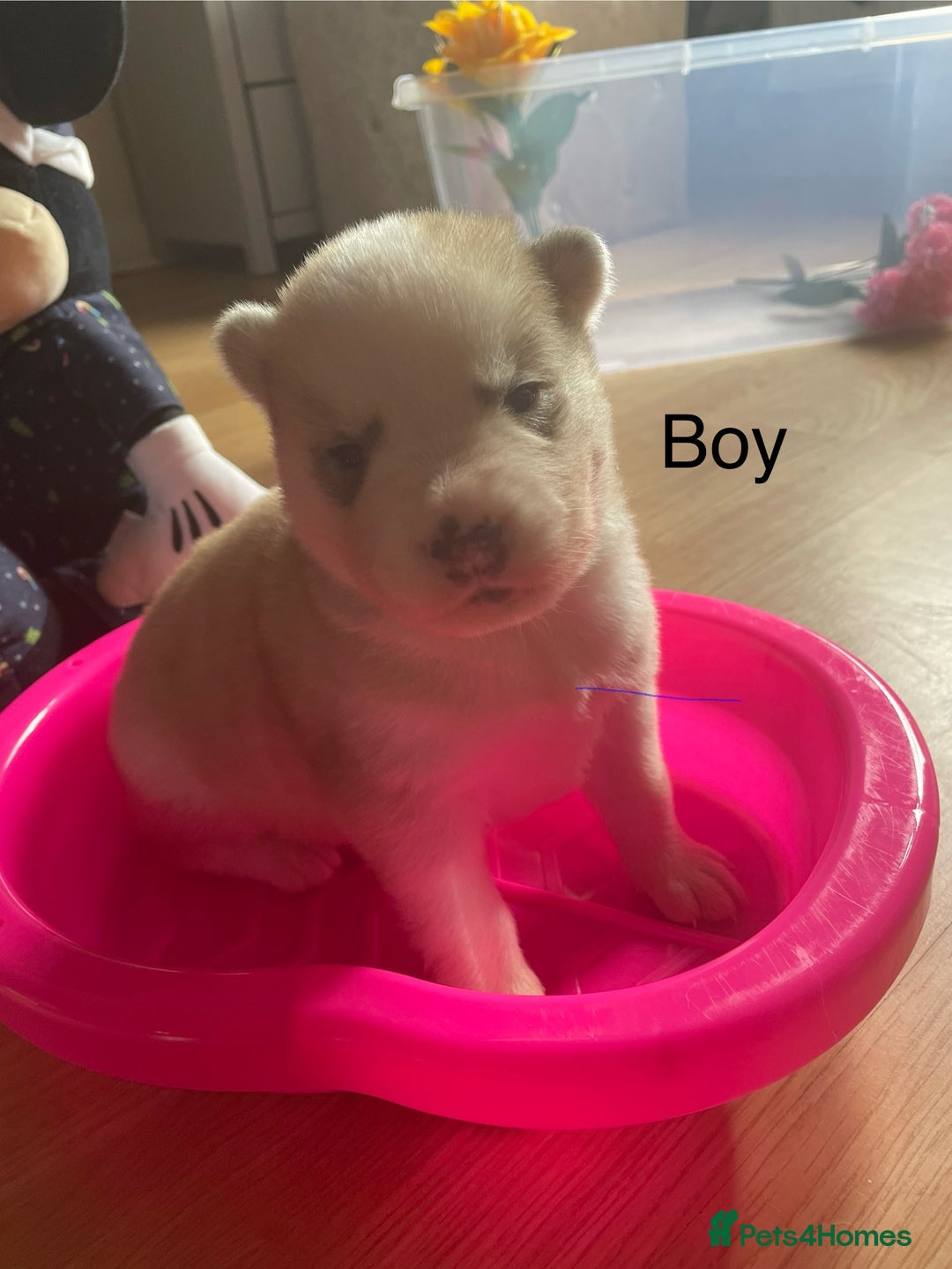 Mixed Breed dogs for sale: Husky puppies for sale - Image 5