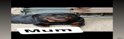 Rottweiler dogs for sale: Beautiful Rottweiler pups - Advert 8