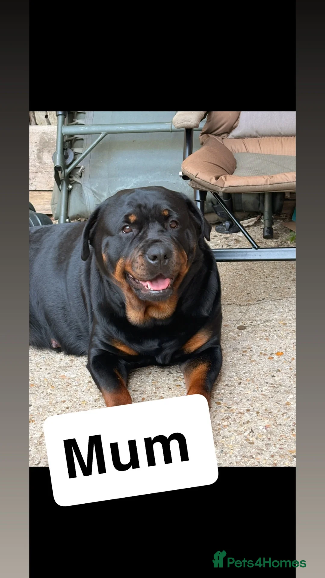 Rottweiler dogs for sale: Beautiful Rottweiler pups - Advert 8