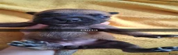 Mixed Breed dogs for sale: Cane corsa cross in Bradford - Advert 9
