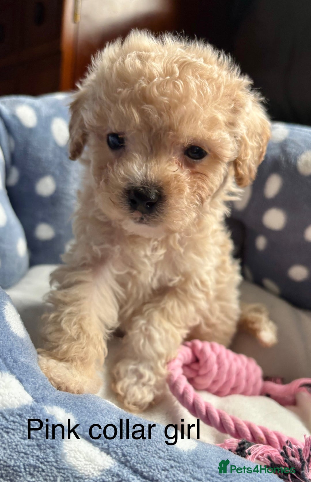 Cavachon dogs for sale: Super friendly, Litter trained Cavapoochon’s - Image 34