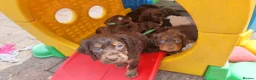 Cocker Spaniel dogs for sale: Working cocker pups - Advert 5