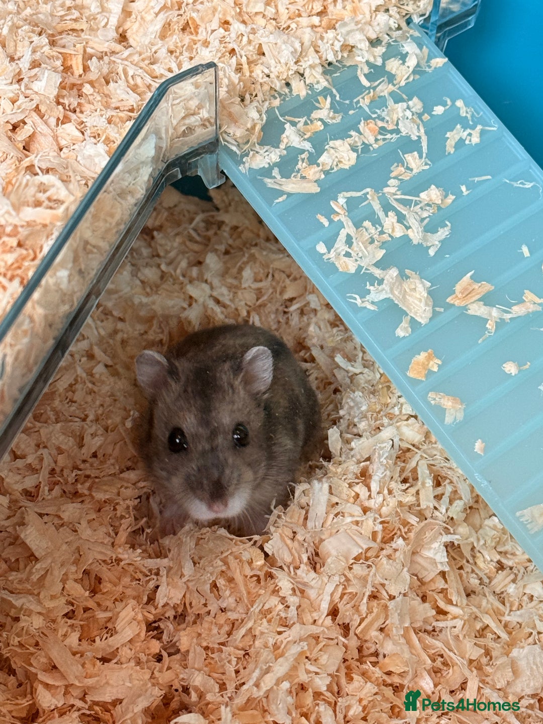 Hamster rodents for sale: Baby dwarf hamster - Advert 2