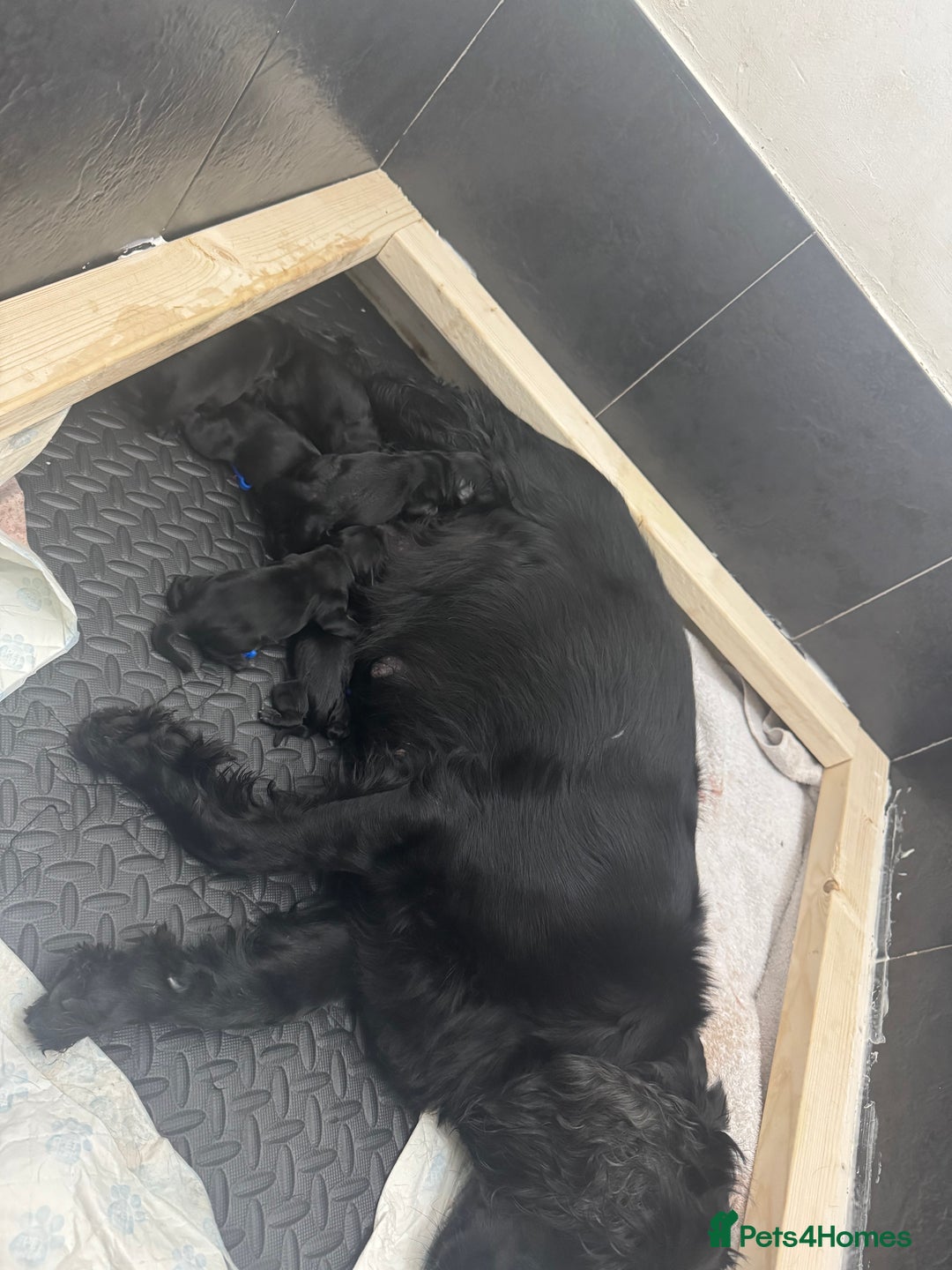 Cocker Spaniel dogs for sale: Working cocker spaniel  - Image 3