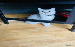 Scottish Fold cats for sale: Lovely silver white female looking for new home - Image 6