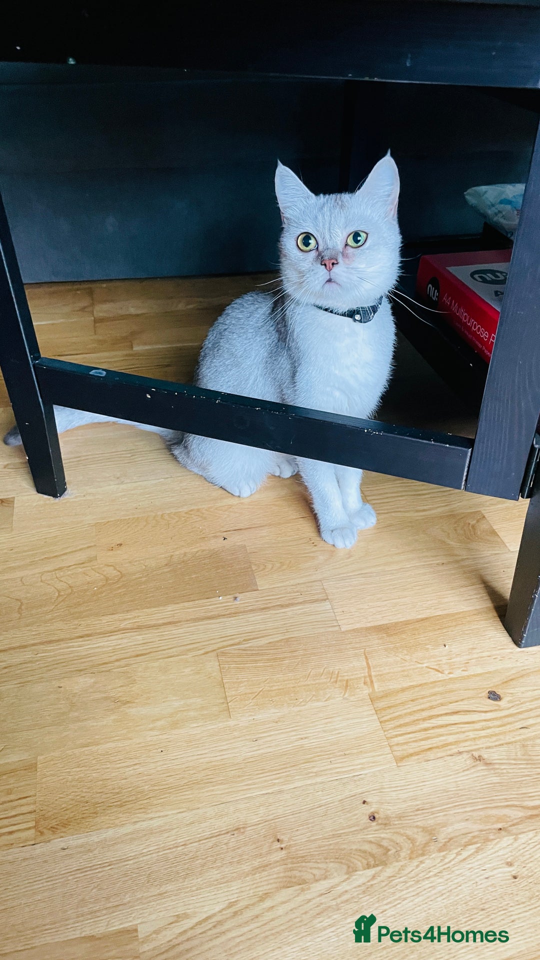 Scottish Fold cats for sale: Lovely silver white female looking for new home - Image 6