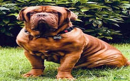 Dogue De Bordeaux dogs for sale: REDUCED Stunning litter of puppies  - Image 13