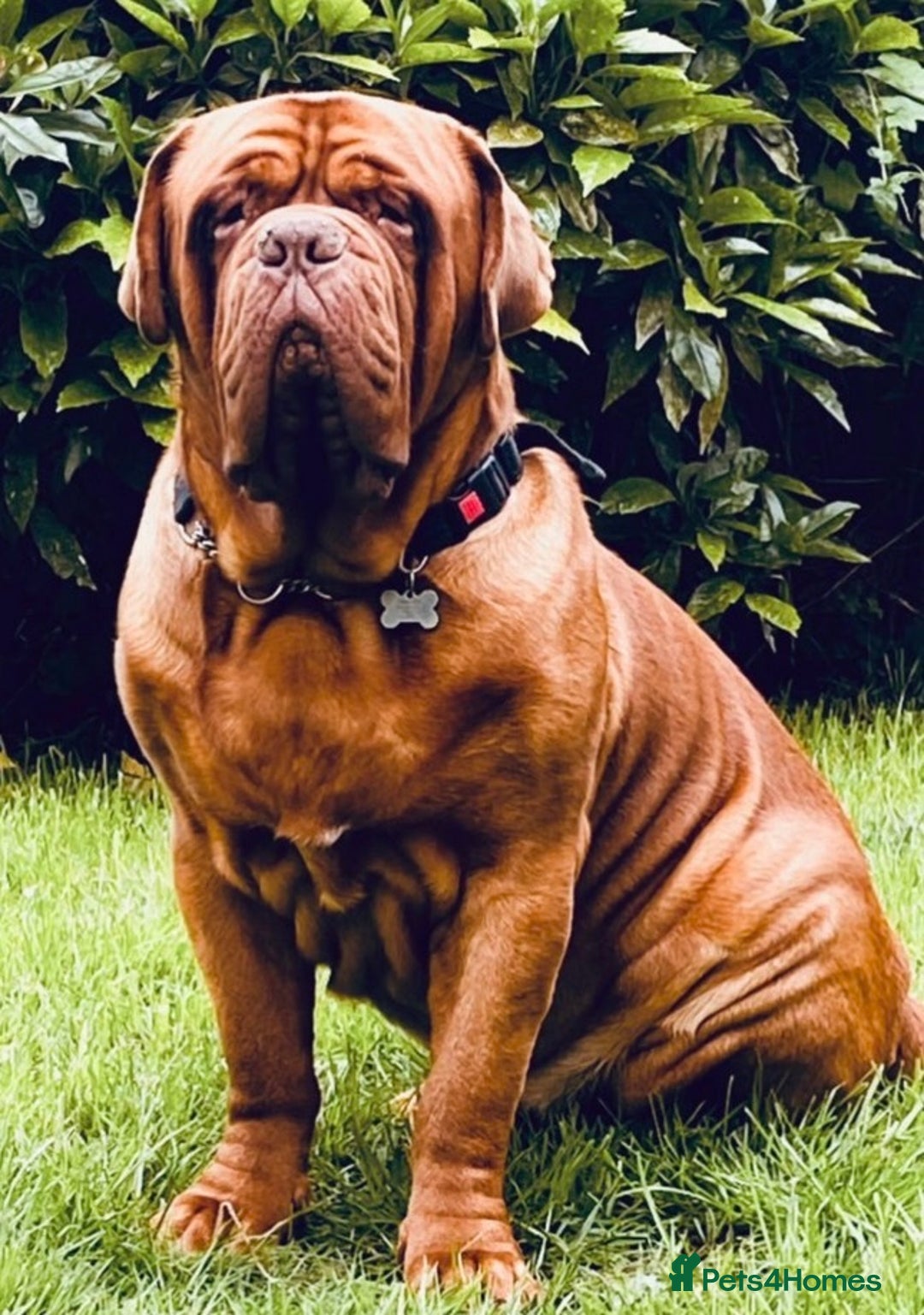 Dogue De Bordeaux dogs for sale: REDUCED Stunning litter of puppies  - Image 13