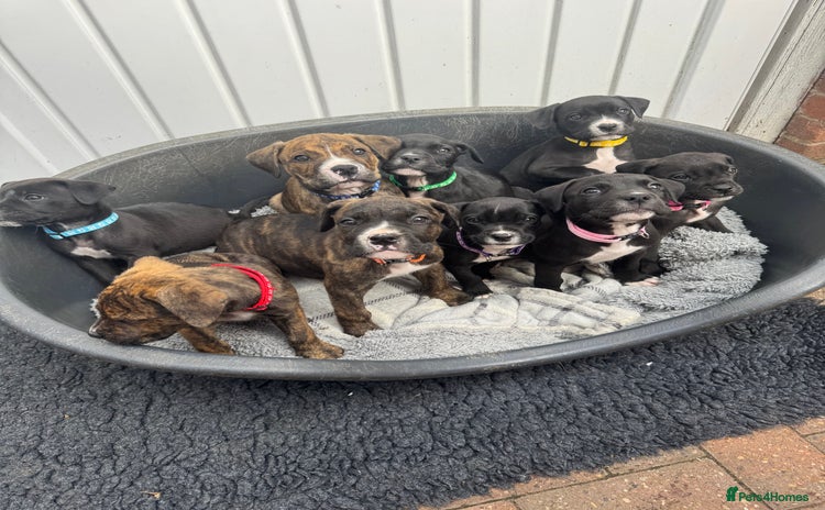 Mixed Breed dogs - Advert 18