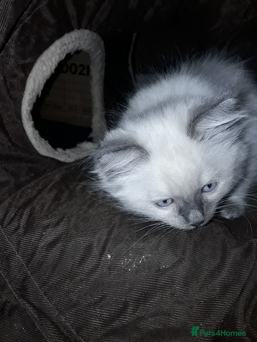 Ragdoll cats for sale: Stunning ragdolls - Advert 15