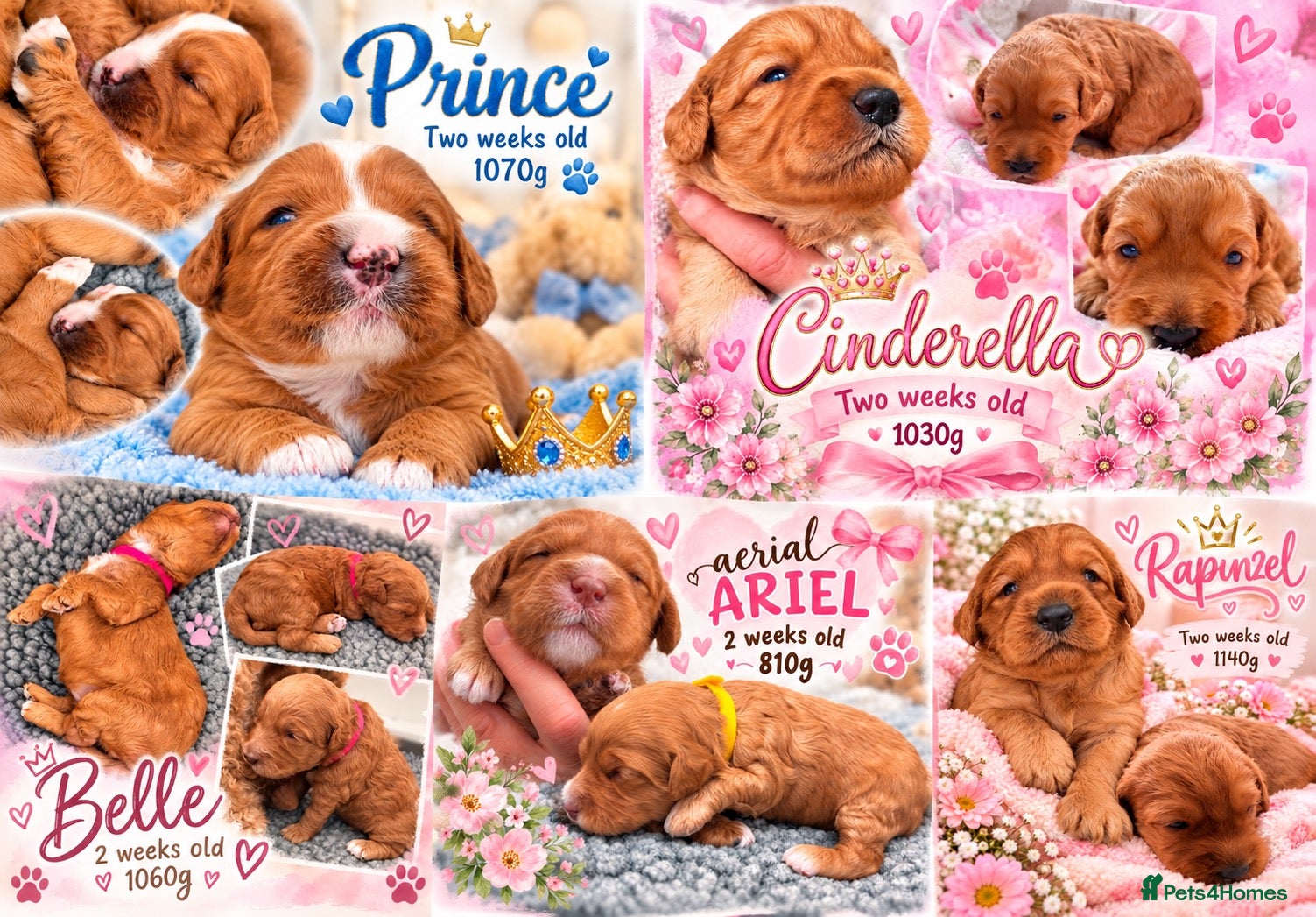 Australian Labradoodle dogs Multigenerational Australian Labradoodle Puppies - Advert 4