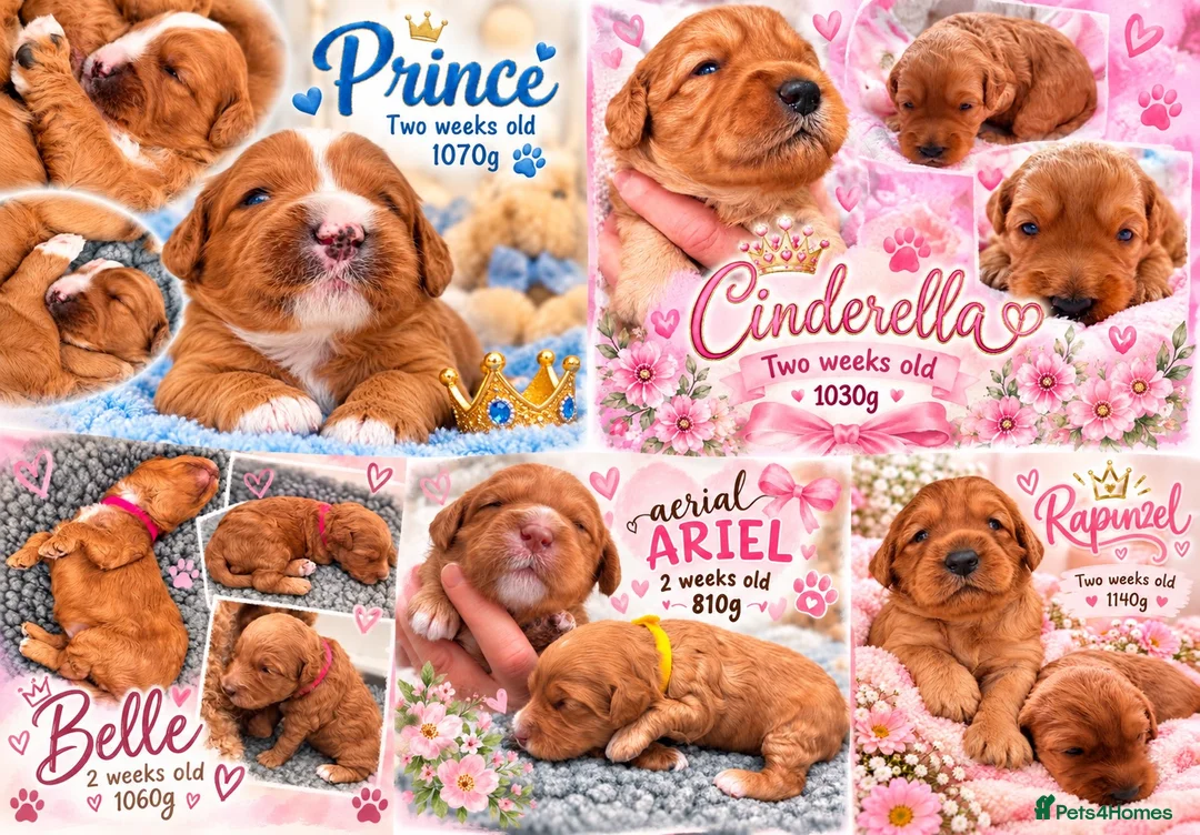 Australian Labradoodle dogs for sale: Multigenerational Australian Labradoodle Puppies - Advert 1