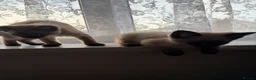 Siamese cats for sale: 2 beautiful Siamese kittens up for sale in Ashford - Advert 3