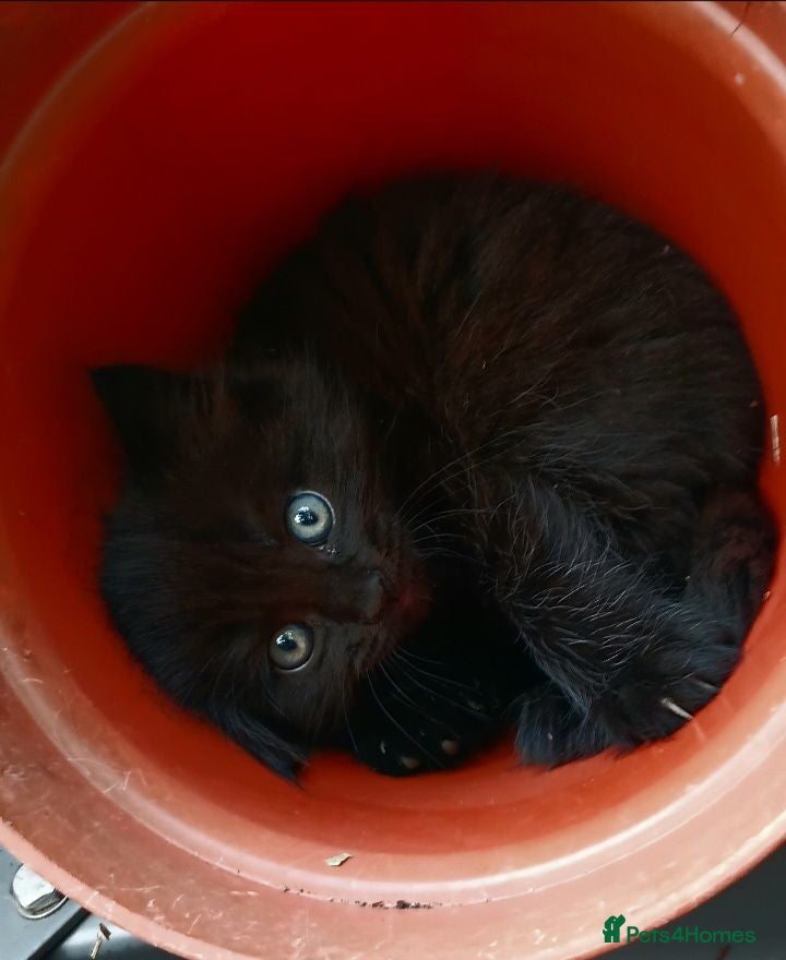British Shorthair cats 1 left black cute female - Advert 2