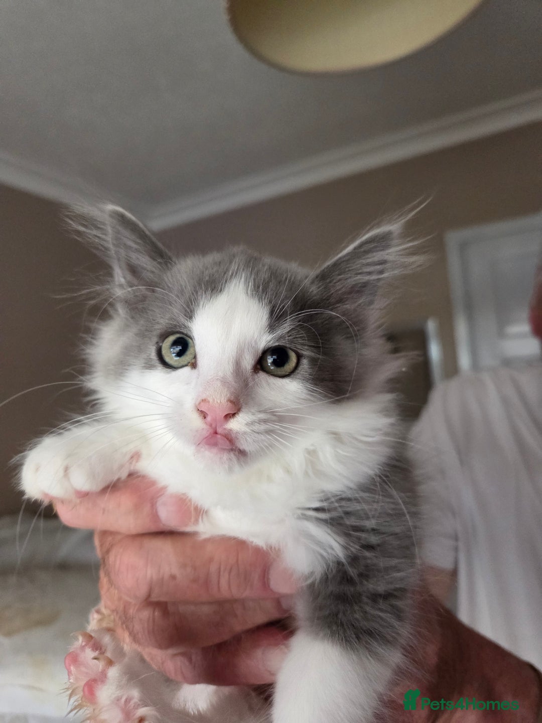 Ragdoll cats for sale: Ragdoll cross Somali kittens  - Image 7