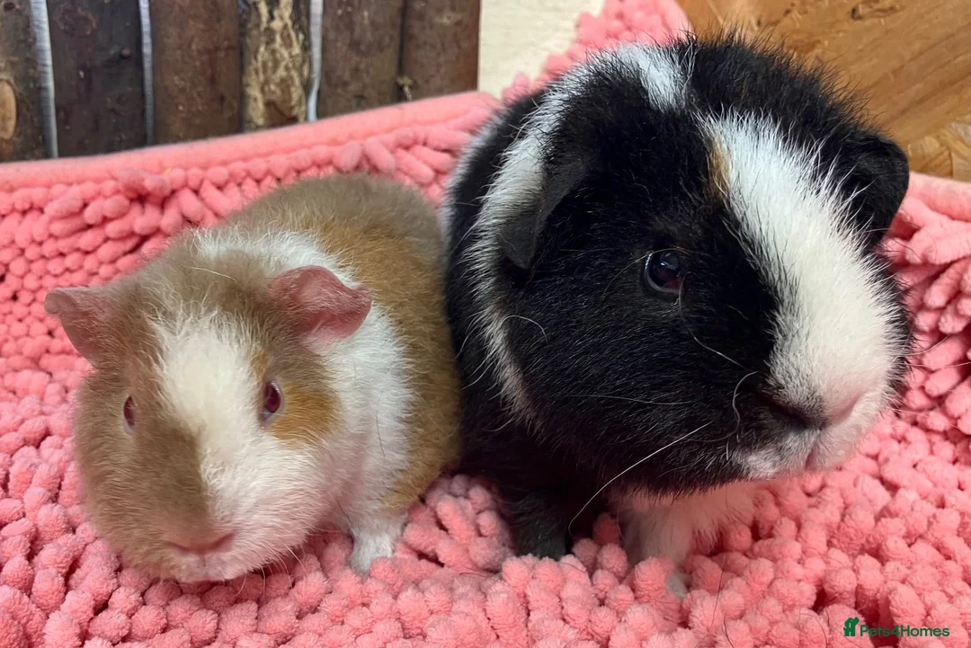 Guinea Pig rodents for sale: Gorgeous pair of Teddy boys/boars/males - Advert 2