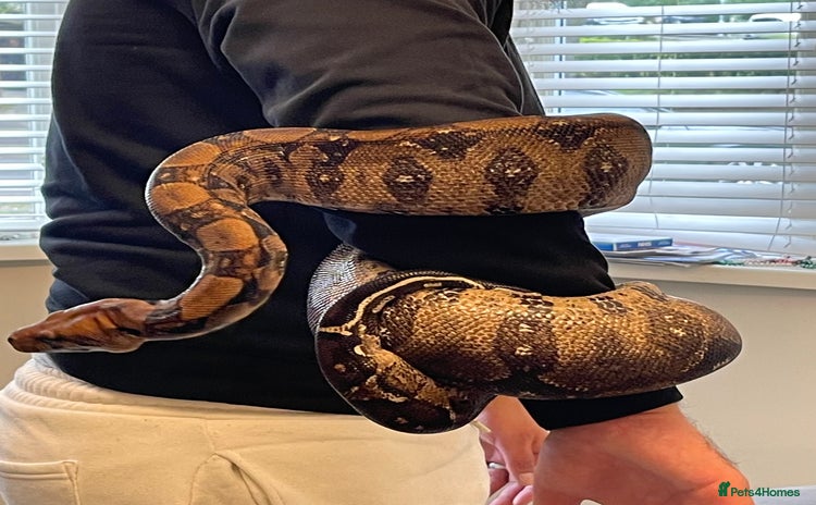 Boa Snake reptiles - Advert 5
