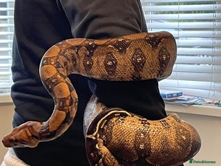 Boa Snake reptiles - Advert 2